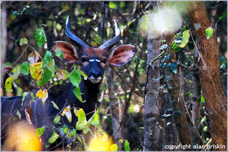 kudu, phinda reserve, south africa