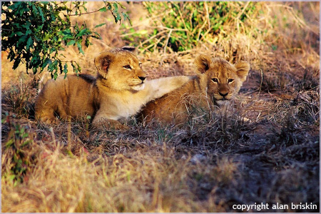 lion cubs, phinda reserve, south africa