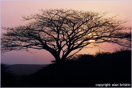 african tree, south africa