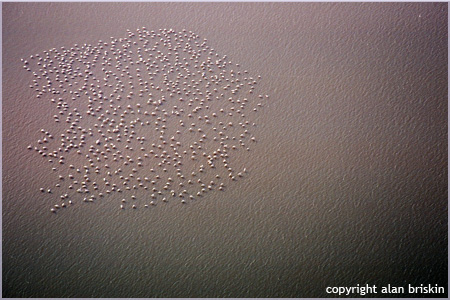 flamingos, aerial view, indian ocean