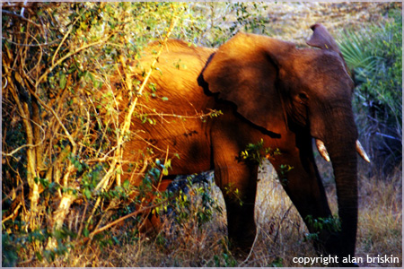 elephant, south africa